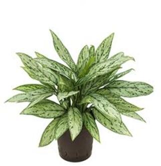 Plantenwinkel Aglaonema silver queen hydrocultuur plant Groen