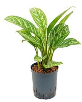 Plantenwinkel Aglaonema stripes S hydrocultuur plant Groen
