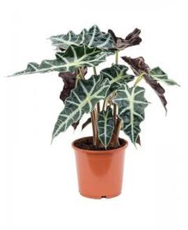 Plantenwinkel Alocasia polly M kamerplant Groen