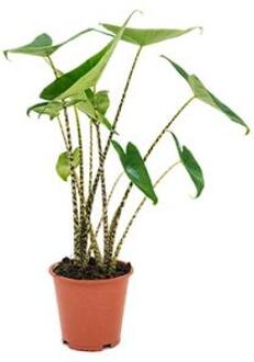 Plantenwinkel Alocasia zebrina S kamerplant Groen