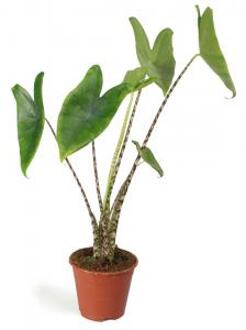 Plantenwinkel Alocasia zebrina XS kamerplant Groen