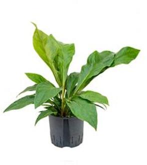 Plantenwinkel Anthurium jungle bush M hydrocultuur plant Groen