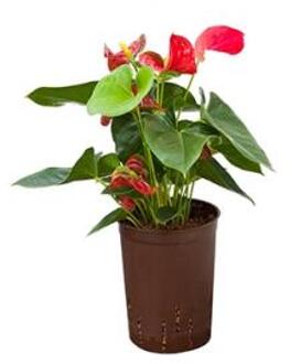 Plantenwinkel Anthurium sierra hydrocultuur plant Groen