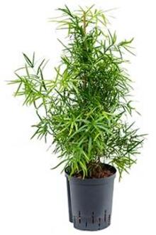 Plantenwinkel Asparagus falcatus M hydrocultuur plant Groen