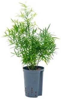 Plantenwinkel Asparagus falcatus S hydrocultuur plant Groen