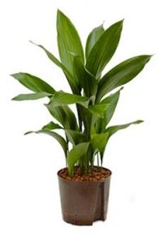 Plantenwinkel Aspidistra elatior L hydrocultuur plant Groen