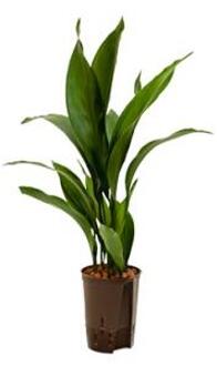 Plantenwinkel Aspidistra elatior S hydrocultuur plant Groen