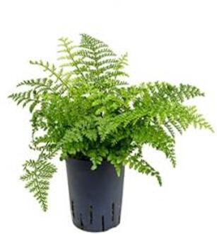 Plantenwinkel Asplenium varen parvati hydrocultuur plant Groen