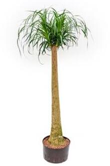 Plantenwinkel Beaucarnea recurvata stam 120 hydrocultuur plant Groen