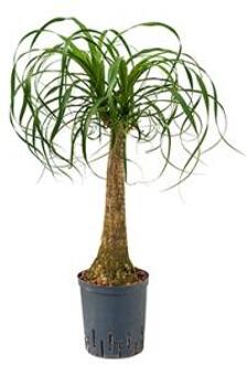 Plantenwinkel Beaucarnea recurvata stam 45 hydrocultuur plant Groen