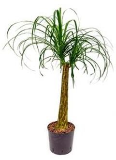 Plantenwinkel Beaucarnea recurvata stam 60 hydrocultuur plant Groen
