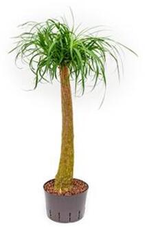 Plantenwinkel Beaucarnea recurvata stam 90 hydrocultuur plant Groen