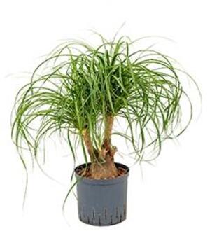 Plantenwinkel Beaucarnea recurvata vertakt 30 hydrocultuur plant Groen