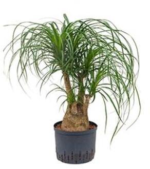 Plantenwinkel Beaucarnea recurvata vertakt 45 hydrocultuur plant Groen