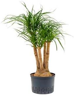 Plantenwinkel Beaucarnea recurvata vertakt 60 M hydrocultuur plant Groen