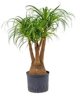 Plantenwinkel Beaucarnea recurvata vertakt 60 S hydrocultuur plant Groen