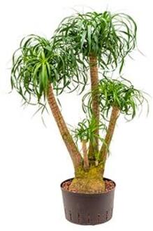Plantenwinkel Beaucarnea recurvata vertakt 80 M hydrocultuur plant Groen