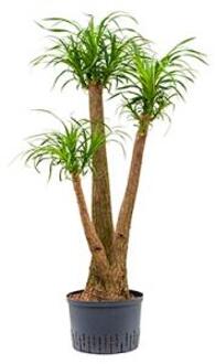 Plantenwinkel Beaucarnea recurvata vertakt 80 S hydrocultuur plant Groen