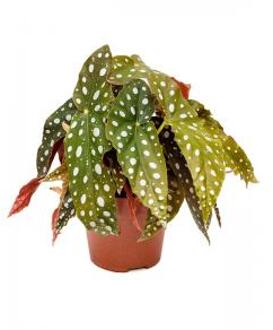 Plantenwinkel Begonia maculata stippenplant S kamerplant Groen