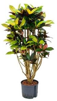 Plantenwinkel Croton iceton L hydrocultuur plant Groen