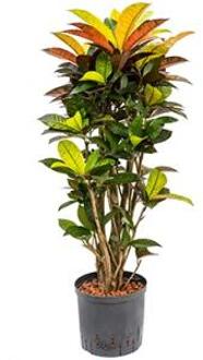 Plantenwinkel Croton iceton M hydrocultuur plant Groen