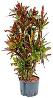 Plantenwinkel Croton mamey L hydrocultuur plant Groen