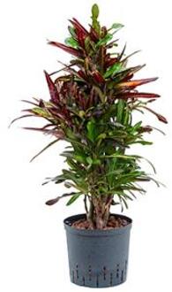 Plantenwinkel Croton mamey M hydrocultuur plant Groen