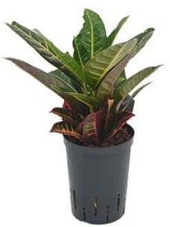 Plantenwinkel Croton petra 2pp hydrocultuur plant Groen