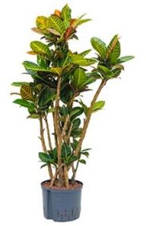 Plantenwinkel Croton petra vertakt M hydrocultuur plant Groen