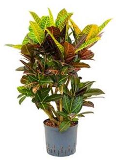 Plantenwinkel Croton petra vertakt S hydrocultuur plant Groen