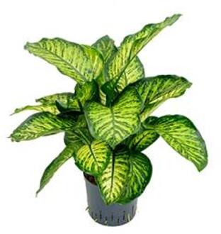 Plantenwinkel Dieffenbachia maroba hydrocultuur plant Groen