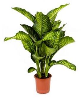 Plantenwinkel Dieffenbachia maroba S kamerplant Groen
