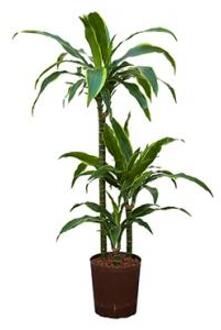 Plantenwinkel Dracaena arturo S hydrocultuur plant Groen
