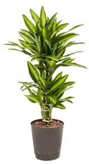 Plantenwinkel Dracaena cintho belem hydrocultuur plant Groen