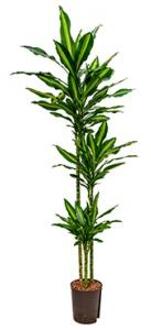 Plantenwinkel Dracaena cintho natal hydrocultuur plant Groen