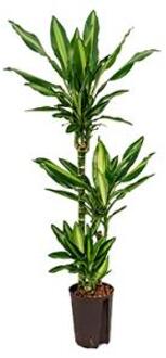 Plantenwinkel Dracaena cintho pelotas hydrocultuur plant Groen