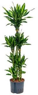Plantenwinkel Dracaena cintho recife hydrocultuur plant Groen