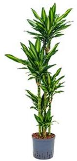 Plantenwinkel Dracaena cintho salvador hydrocultuur plant Groen