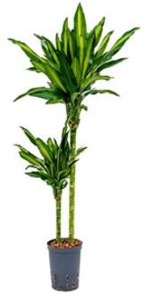 Plantenwinkel Dracaena cintho santa maria hydrocultuur plant Groen