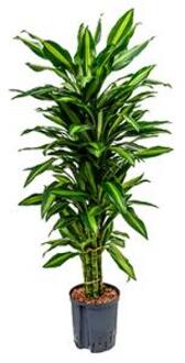 Plantenwinkel Dracaena cintho sao paulo hydrocultuur plant Groen