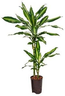 Plantenwinkel Dracaena cintho teresina M hydrocultuur plant Groen