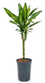 Plantenwinkel Dracaena cintho teresina S hydrocultuur plant Groen