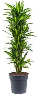 Plantenwinkel Dracaena cintho XL kamerplant Groen