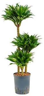 Plantenwinkel Dracaena compacta L hydrocultuur plant Groen