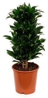 Plantenwinkel Dracaena compacta L kamerplant Groen