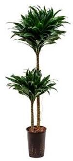 Plantenwinkel Dracaena compacta M hydrocultuur plant Groen