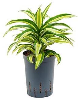 Plantenwinkel Dracaena compacta malaika hydrocultuur plant Groen