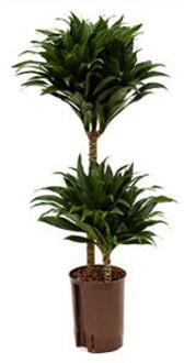 Plantenwinkel Dracaena compacta S hydrocultuur plant Groen