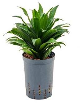 Plantenwinkel Dracaena compacta XXS hydrocultuur plant Groen