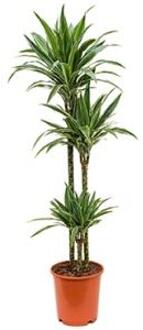 Plantenwinkel Dracaena deremensis M kamerplant Groen
